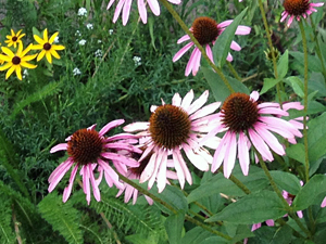 flowers