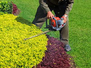 trimming bushes